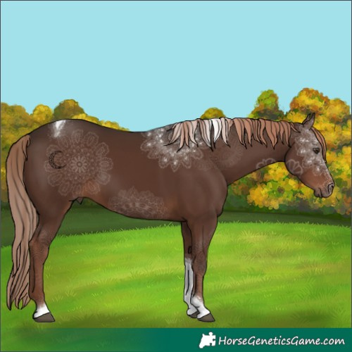 Horse Color:Liver Chestnut Tobiano 