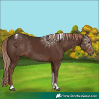 Horse Color:Liver Chestnut Tobiano 