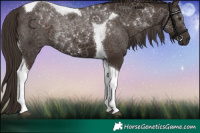 Horse Color:Liver Chestnut Tobiano 