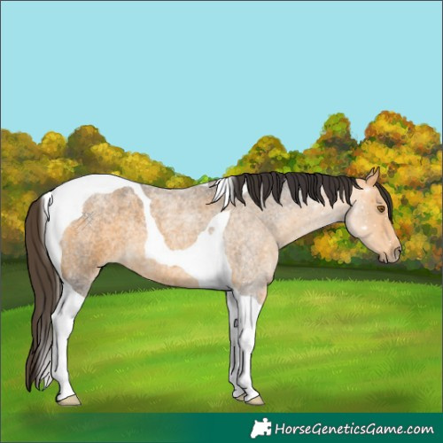 Horse Color:Buckskin Roan Tobiano 