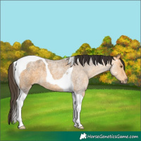 Horse Color:Buckskin Roan Tobiano 