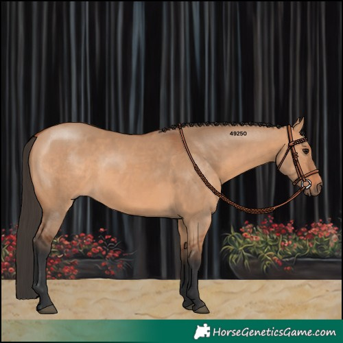 Horse Color:Bay Dun 
