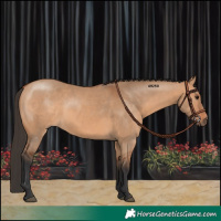 Horse Color:Bay Dun 