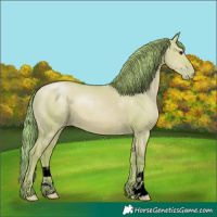 Horse Color:Watercolor Grullo Pearl 