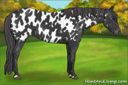 Horse Color:Black Appaloosa 
