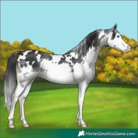 Horse Color:White Spotted Black Splash