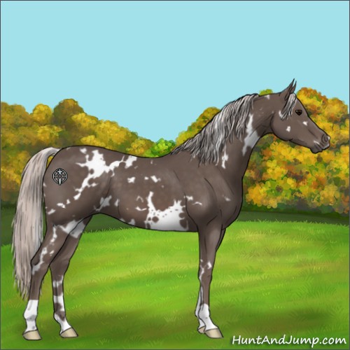 Horse Color:White Spotted Silver Black 