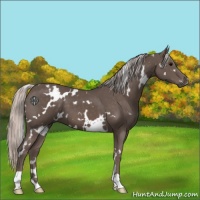 Horse Color:White Spotted Silver Black 