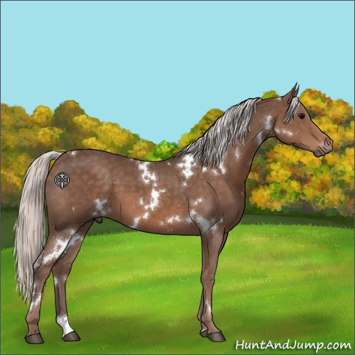 Horse Color:White Spotted Silver Black 
