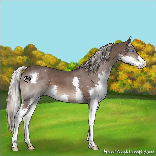Horse Color:Silver Black Splash 