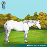 Horse Color:Brown Sabino Splash 