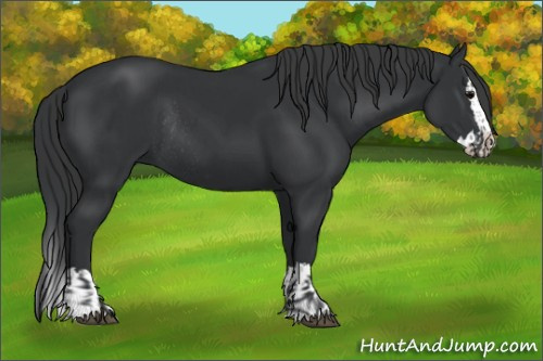 Horse Color:Black Sabino Rabicano  and Black Sabino Splash Rabicano 