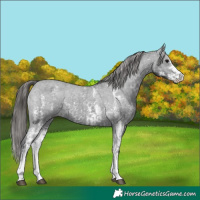 Horse Color:Black Sabino Appaloosa Rabicano and Black Sabino Appaloosa