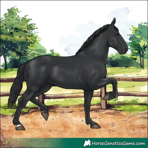 Horse Color:Black Rabicano 
