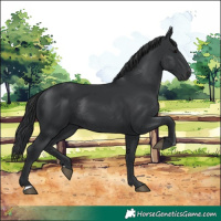 Horse Color:Black Rabicano