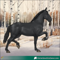 Horse Color:Black Rabicano 