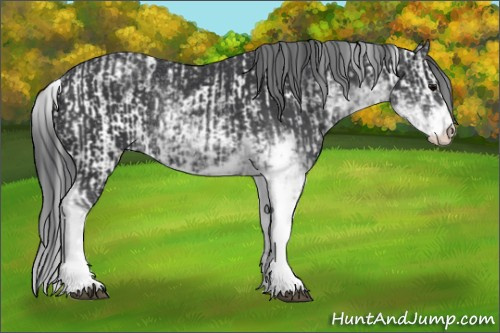 Horse Color:Black Sabino Rabicano  and Black Sabino Rabicano 