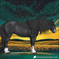 Horse Color:Black Rabicano 