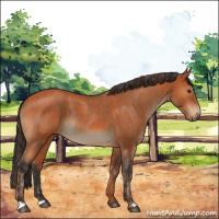 Horse Color:Red Roan  and Bay Roan 