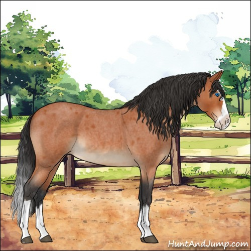 Horse Color:Bay Roan Splash 