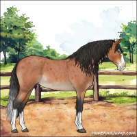 Horse Color:Bay Roan Splash 