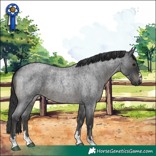 Horse Color:Blue Roan 