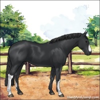 Horse Color:Black 