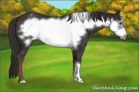 Horse Color:Liver Chestnut Frame Appaloosa 