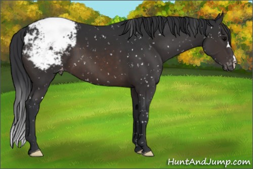 Horse Color:Brown Appaloosa 