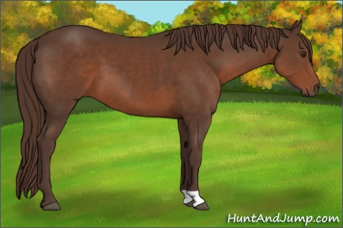 Horse Color:Liver Chestnut