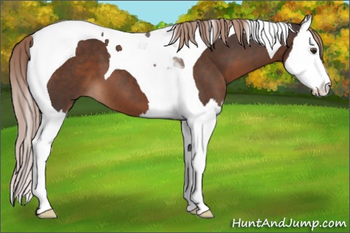 Horse Color:Liver Chestnut Splash Tobiano 