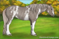 Horse Color:White Spotted Silver Grullo Rabicano