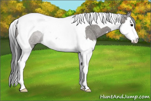 Horse Color:Grullo Roan Splash Tobiano Rabicano 