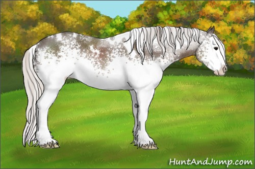 Horse Color:White Spotted Silver Black Splash Rabicano