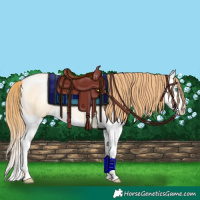 Horse Color:Buckskin Pearl Dun Splash Rabicano 