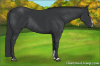 Horse Color:Black Sabino Rabicano 