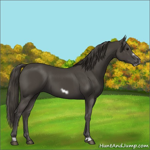Horse Color:Smoky Black Frame 