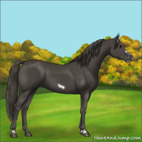 Horse Color:Smoky Black Frame 