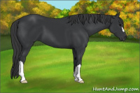 Horse Color:Black 