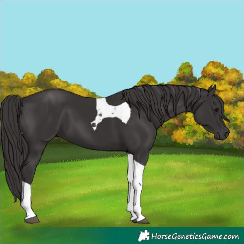 Horse Color:Smoky Black Tobiano 