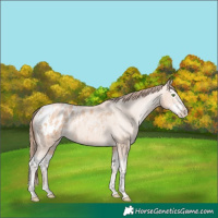 Horse Color:Classic Champagne Pearl Appaloosa Rabicano  and Classic Champagne Pearl Splash Appaloosa Rabicano 