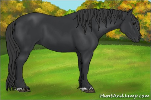 Horse Color:Black 