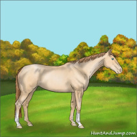 Horse Color:Buckskin Pearl 