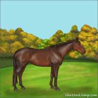 Horse Color:Liver Chestnut 