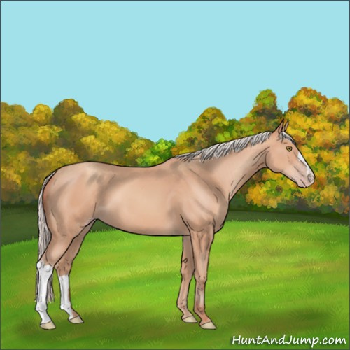 Horse Color:Silver Amber Champagne