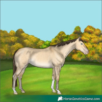 Horse Color:Amber Cream Champagne Dun Tobiano 