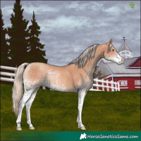 Horse Color:White Spotted Gold Champagne Tobiano 