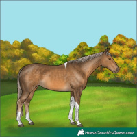 Horse Color:Chocolate Palomino Tobiano 