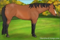 Horse Color:Bay Frame 