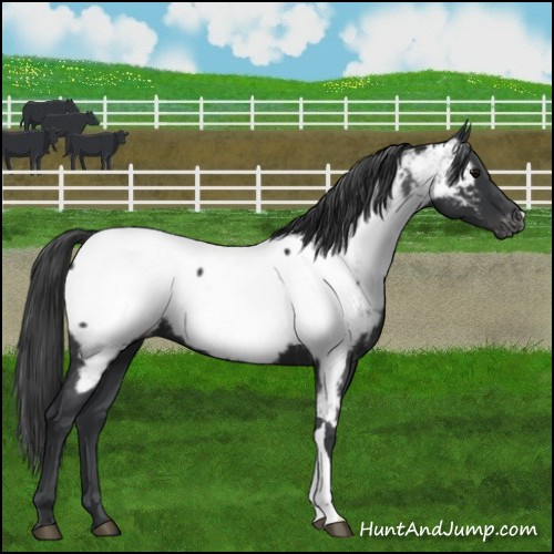 Horse Color:Black Appaloosa
